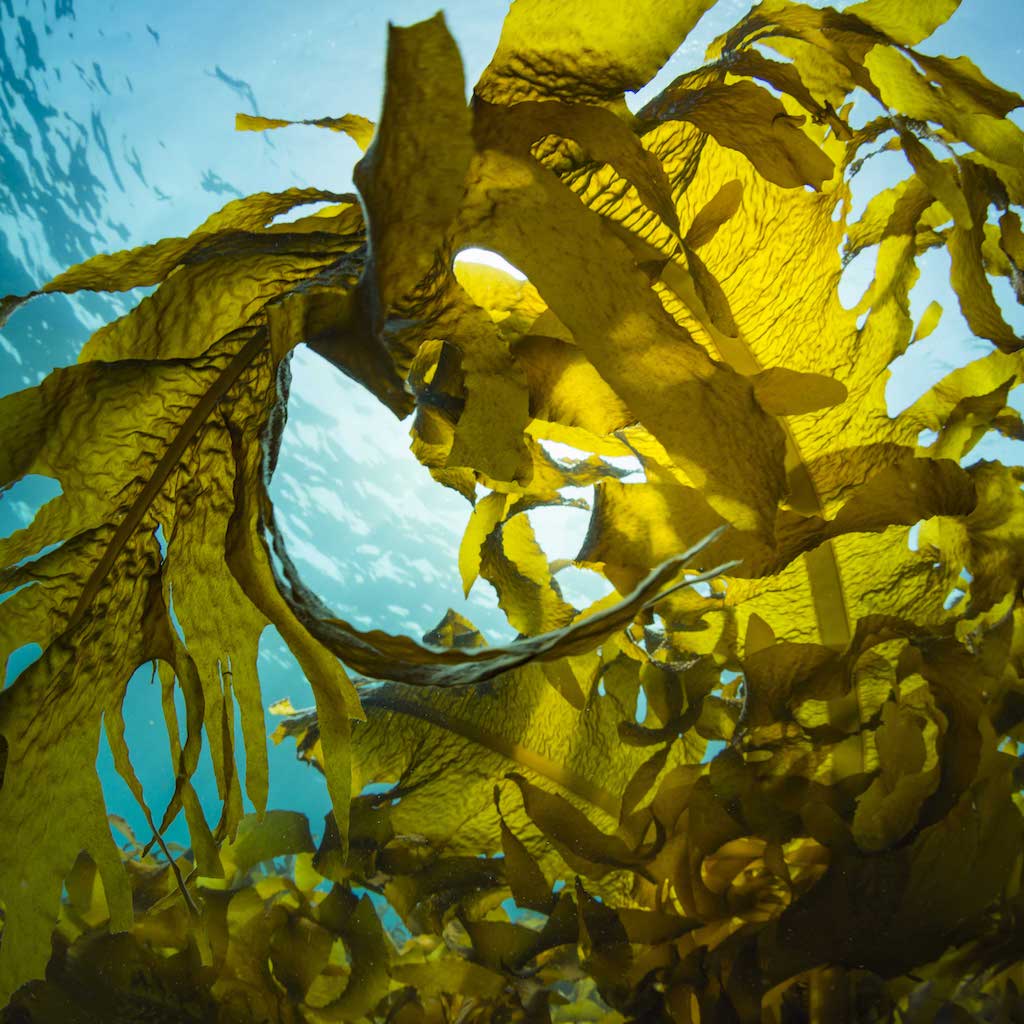 Lemonkind Block contains 100% organic Seaweed Extract